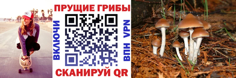 Псилоцибиновые грибы Cubensis  Хасавюрт 